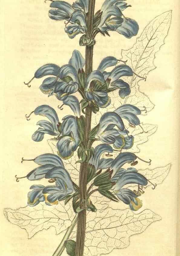 Reproducción/Reproduction 34343209534: Curtis's botanical magazine.. London ; New York [etc.] :Academic Press [etc.]