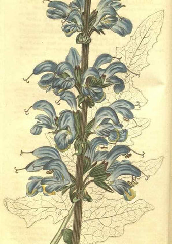 Reproducción/Reproduction 34343209534: Curtis's botanical magazine.. London ; New York [etc.] :Academic Press [etc.]