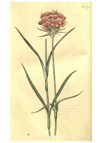 Reproducción/Reproduction 34343213684: Curtis's botanical magazine.. London ; New York [etc.] :Academic Press [etc.]