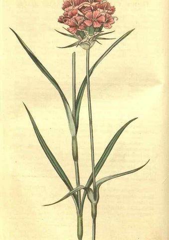 Reproducción/Reproduction 34343213684: Curtis's botanical magazine.. London ; New York [etc.] :Academic Press [etc.]