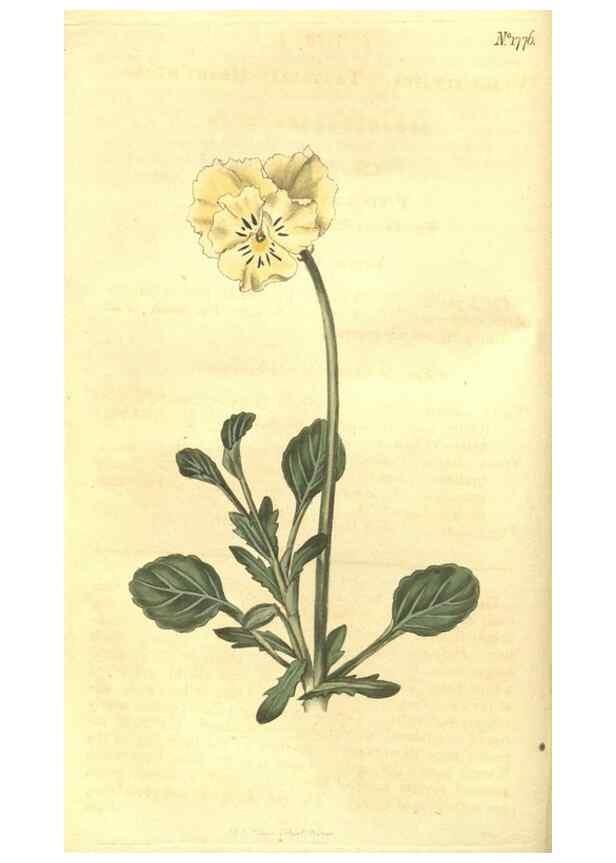 Reproducción/Reproduction 35057322481: Curtis's botanical magazine.. London ; New York [etc.] :Academic Press [etc.]