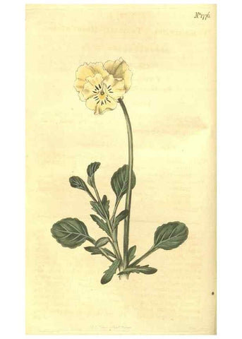 Reproducción/Reproduction 35057322481: Curtis's botanical magazine.. London ; New York [etc.] :Academic Press [etc.]