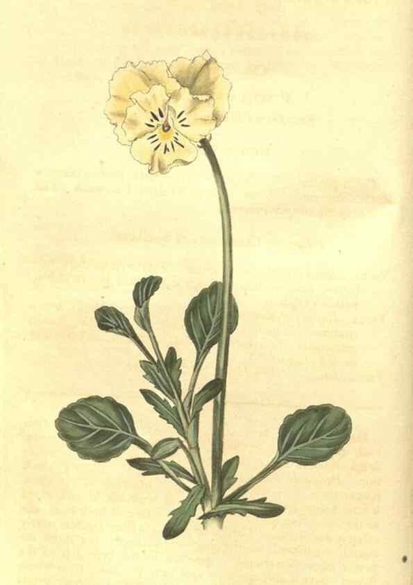 Reproducción/Reproduction 35057322481: Curtis's botanical magazine.. London ; New York [etc.] :Academic Press [etc.]