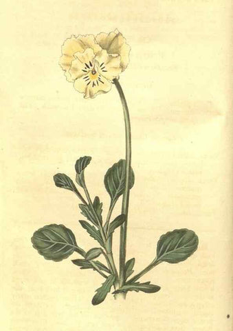 Reproducción/Reproduction 35057322481: Curtis's botanical magazine.. London ; New York [etc.] :Academic Press [etc.]