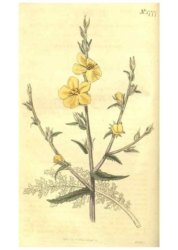 Reproducción/Reproduction 35057324061: Curtis's botanical magazine.. London ; New York [etc.] :Academic Press [etc.]