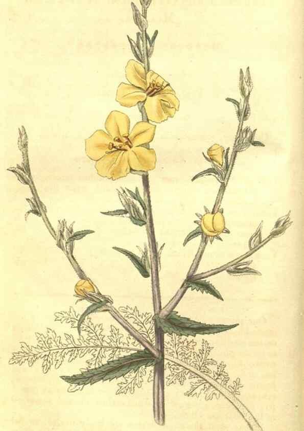 Reproducción/Reproduction 35057324061: Curtis's botanical magazine.. London ; New York [etc.] :Academic Press [etc.]