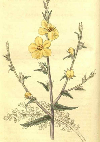 Reproducción/Reproduction 35057324061: Curtis's botanical magazine.. London ; New York [etc.] :Academic Press [etc.]