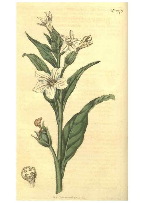Reproducción/Reproduction 35057326431: Curtis's botanical magazine.. London ; New York [etc.] :Academic Press [etc.]