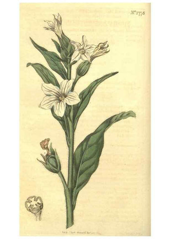 Reproducción/Reproduction 35057326431: Curtis's botanical magazine.. London ; New York [etc.] :Academic Press [etc.]