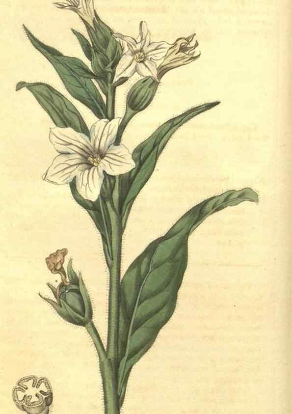 Reproducción/Reproduction 35057326431: Curtis's botanical magazine.. London ; New York [etc.] :Academic Press [etc.]