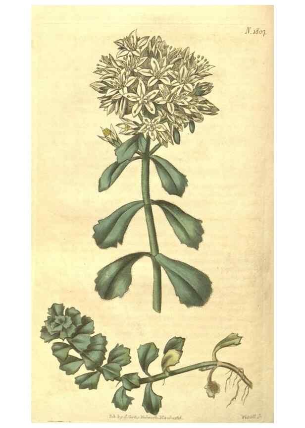 Reproducción/Reproduction 34343276054: Curtis's botanical magazine.. London ; New York [etc.] :Academic Press [etc.]