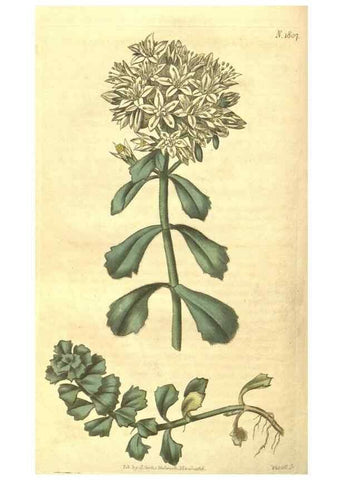 Reproducción/Reproduction 34343276054: Curtis's botanical magazine.. London ; New York [etc.] :Academic Press [etc.]
