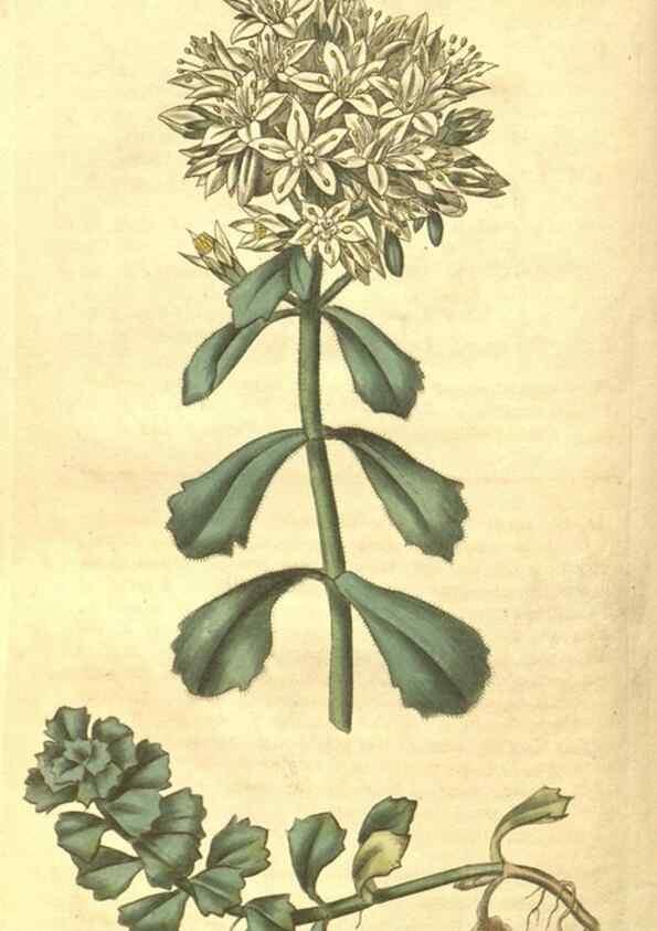 Reproducción/Reproduction 34343276054: Curtis's botanical magazine.. London ; New York [etc.] :Academic Press [etc.]
