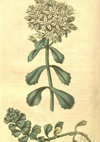 Reproducción/Reproduction 34343276054: Curtis's botanical magazine.. London ; New York [etc.] :Academic Press [etc.]