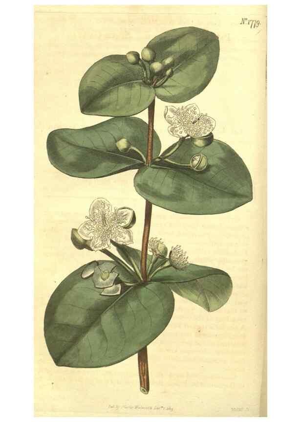 Reproducción/Reproduction 35057330361: Curtis's botanical magazine.. London ; New York [etc.] :Academic Press [etc.]