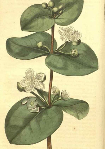 Reproducción/Reproduction 35057330361: Curtis's botanical magazine.. London ; New York [etc.] :Academic Press [etc.]