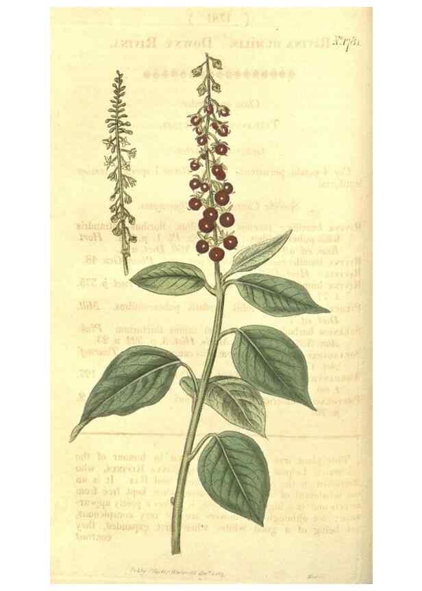 Reproducción/Reproduction 35057335971: Curtis's botanical magazine.. London ; New York [etc.] :Academic Press [etc.]