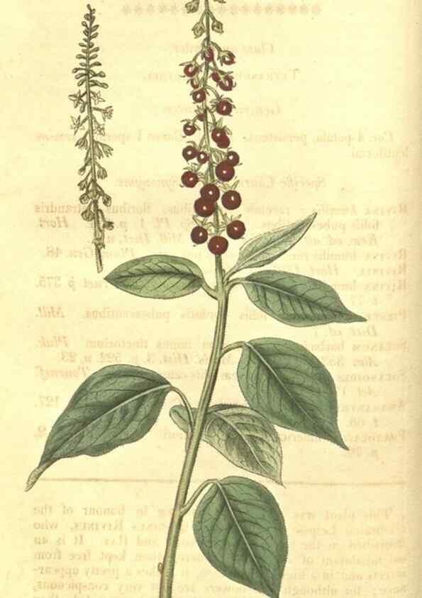 Reproducción/Reproduction 35057335971: Curtis's botanical magazine.. London ; New York [etc.] :Academic Press [etc.]