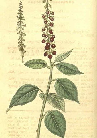 Reproducción/Reproduction 35057335971: Curtis's botanical magazine.. London ; New York [etc.] :Academic Press [etc.]