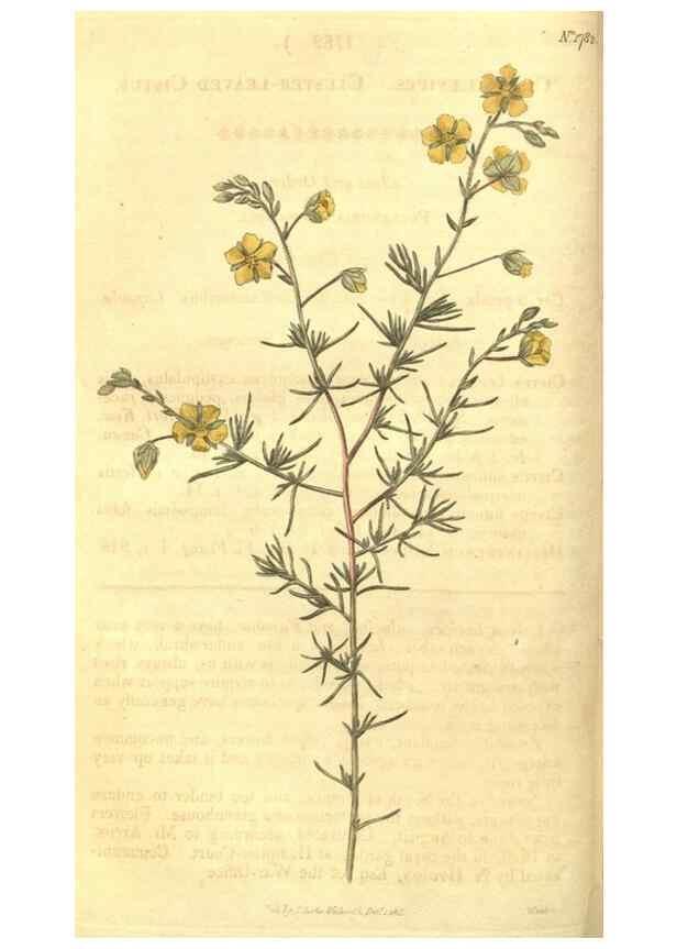 Reproducción/Reproduction 35057339831: Curtis's botanical magazine.. London ; New York [etc.] :Academic Press [etc.]