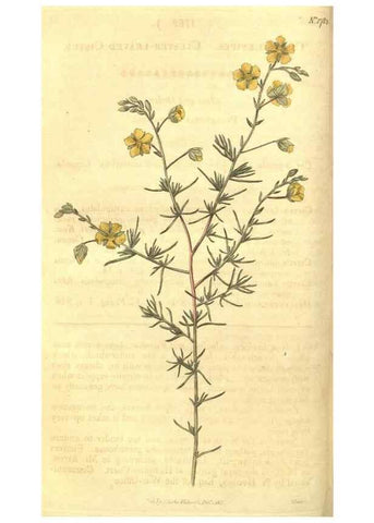 Reproducción/Reproduction 35057339831: Curtis's botanical magazine.. London ; New York [etc.] :Academic Press [etc.]