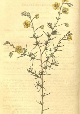 Reproducción/Reproduction 35057339831: Curtis's botanical magazine.. London ; New York [etc.] :Academic Press [etc.]