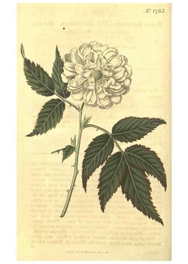 Reproducción/Reproduction 35057342361: Curtis's botanical magazine.. London ; New York [etc.] :Academic Press [etc.]