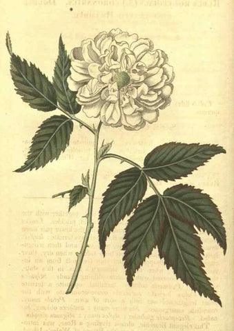 Reproducción/Reproduction 35057342361: Curtis's botanical magazine.. London ; New York [etc.] :Academic Press [etc.]