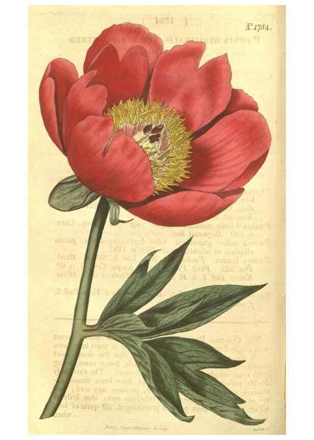 Reproducción/Reproduction 35022763182: Curtis's botanical magazine.. London ; New York [etc.] :Academic Press [etc.]