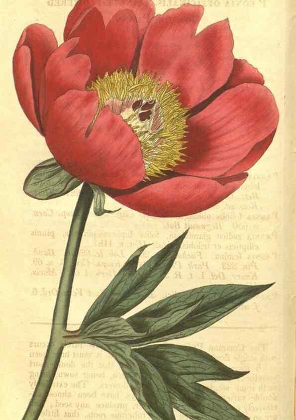 Reproducción/Reproduction 35022763182: Curtis's botanical magazine.. London ; New York [etc.] :Academic Press [etc.]