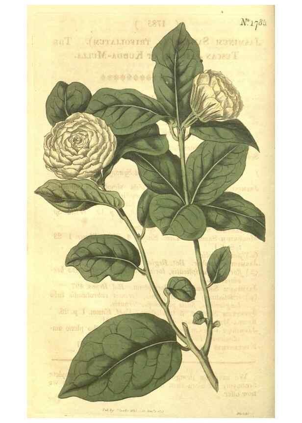 Reproducción/Reproduction 35022765902: Curtis's botanical magazine.. London ; New York [etc.] :Academic Press [etc.]