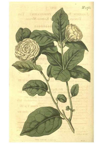 Reproducción/Reproduction 35022765902: Curtis's botanical magazine.. London ; New York [etc.] :Academic Press [etc.]