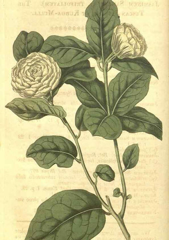 Reproducción/Reproduction 35022765902: Curtis's botanical magazine.. London ; New York [etc.] :Academic Press [etc.]
