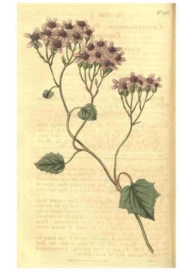 Reproducción/Reproduction 35022769512: Curtis's botanical magazine.. London ; New York [etc.] :Academic Press [etc.]