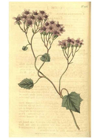 Reproducción/Reproduction 35022769512: Curtis's botanical magazine.. London ; New York [etc.] :Academic Press [etc.]