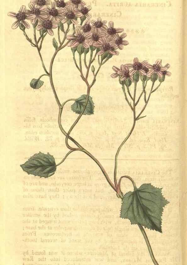 Reproducción/Reproduction 35022769512: Curtis's botanical magazine.. London ; New York [etc.] :Academic Press [etc.]