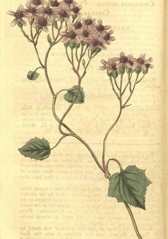 Reproducción/Reproduction 35022769512: Curtis's botanical magazine.. London ; New York [etc.] :Academic Press [etc.]