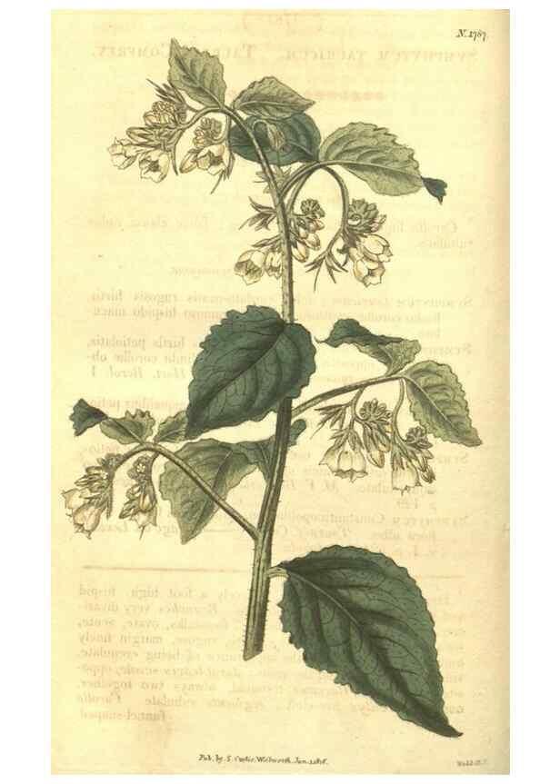 Reproducción/Reproduction 34801391900: Curtis's botanical magazine.. London ; New York [etc.] :Academic Press [etc.]
