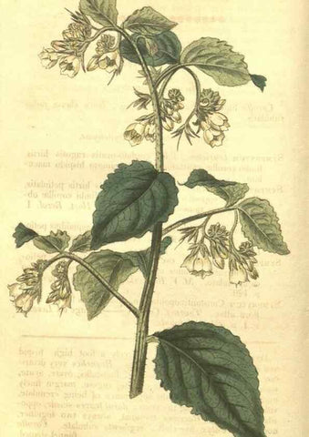 Reproducción/Reproduction 34801391900: Curtis's botanical magazine.. London ; New York [etc.] :Academic Press [etc.]