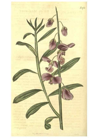 Reproducción/Reproduction 35057332971: Curtis's botanical magazine.. London ; New York [etc.] :Academic Press [etc.]