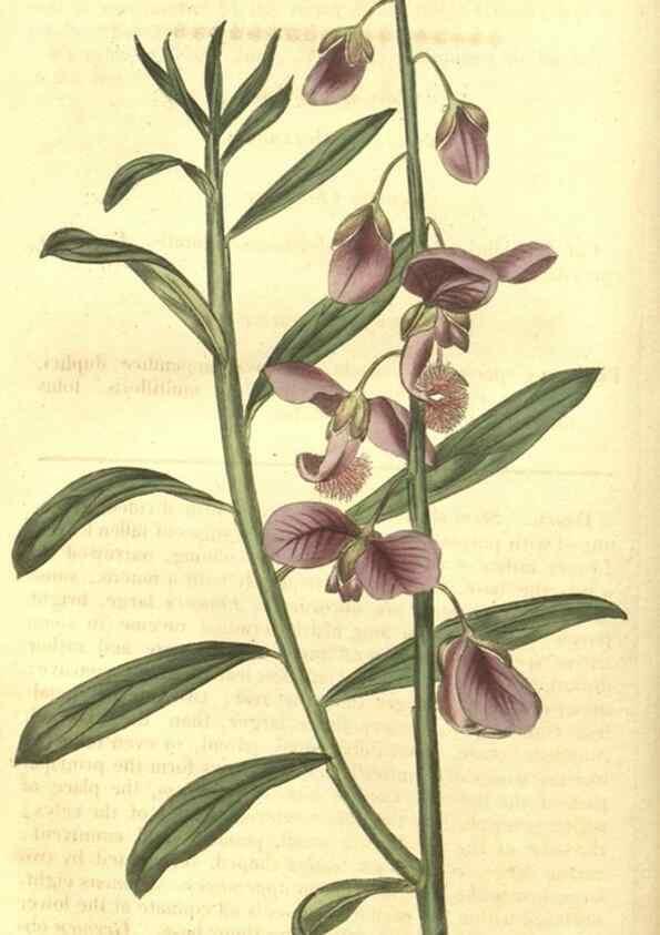 Reproducción/Reproduction 35057332971: Curtis's botanical magazine.. London ; New York [etc.] :Academic Press [etc.]