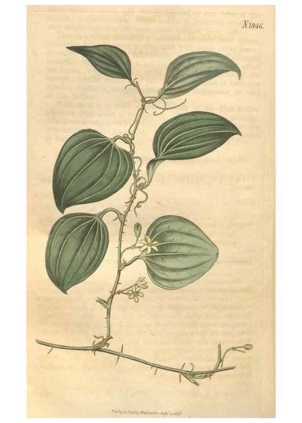 Reproducción/Reproduction 34343347404: Curtis's botanical magazine.. London ; New York [etc.] :Academic Press [etc.]