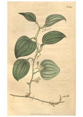 Reproducción/Reproduction 34343347404: Curtis's botanical magazine.. London ; New York [etc.] :Academic Press [etc.]