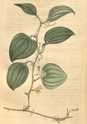 Reproducción/Reproduction 34343347404: Curtis's botanical magazine.. London ; New York [etc.] :Academic Press [etc.]