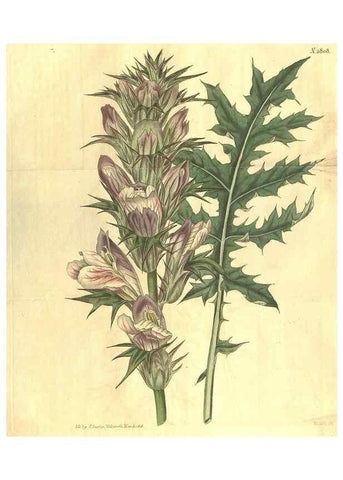 Reproducción/Reproduction 35057386221: Curtis's botanical magazine.. London ; New York [etc.] :Academic Press [etc.]