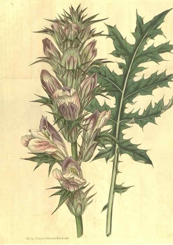 Reproducción/Reproduction 35057386221: Curtis's botanical magazine.. London ; New York [etc.] :Academic Press [etc.]