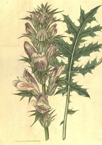 Reproducción/Reproduction 35057386221: Curtis's botanical magazine.. London ; New York [etc.] :Academic Press [etc.]