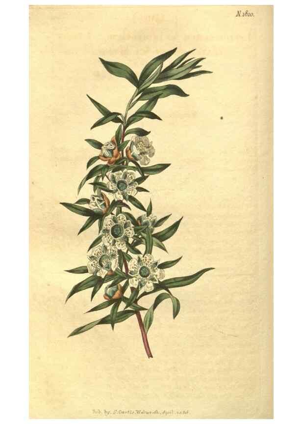 Reproducción/Reproduction 35057388901: Curtis's botanical magazine.. London ; New York [etc.] :Academic Press [etc.]