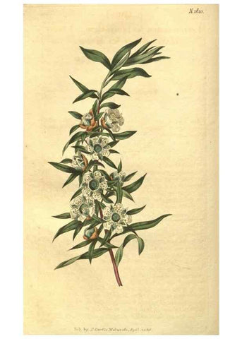 Reproducción/Reproduction 35057388901: Curtis's botanical magazine.. London ; New York [etc.] :Academic Press [etc.]
