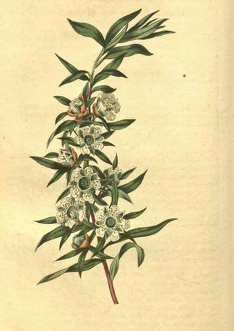 Reproducción/Reproduction 35057388901: Curtis's botanical magazine.. London ; New York [etc.] :Academic Press [etc.]